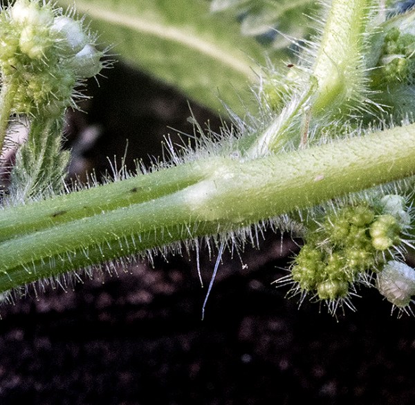 Laportea hairs
