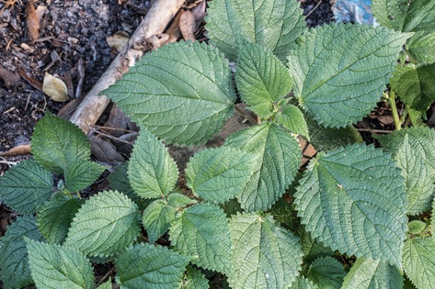 Laportea leaves