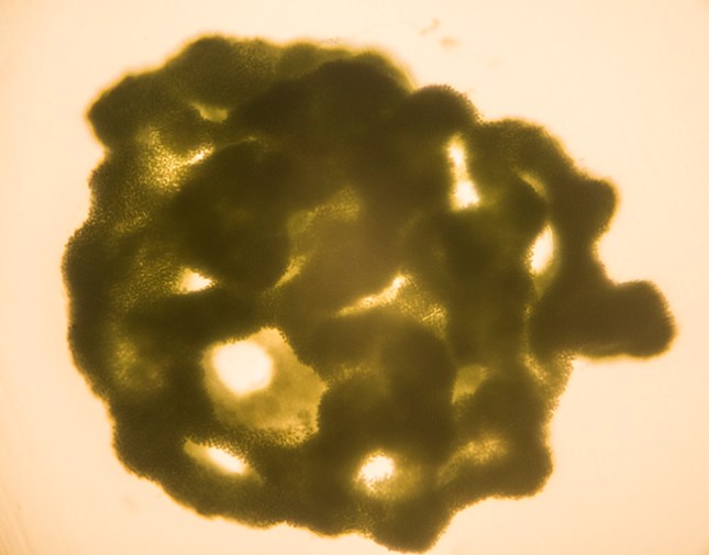 microcystis funnel cake