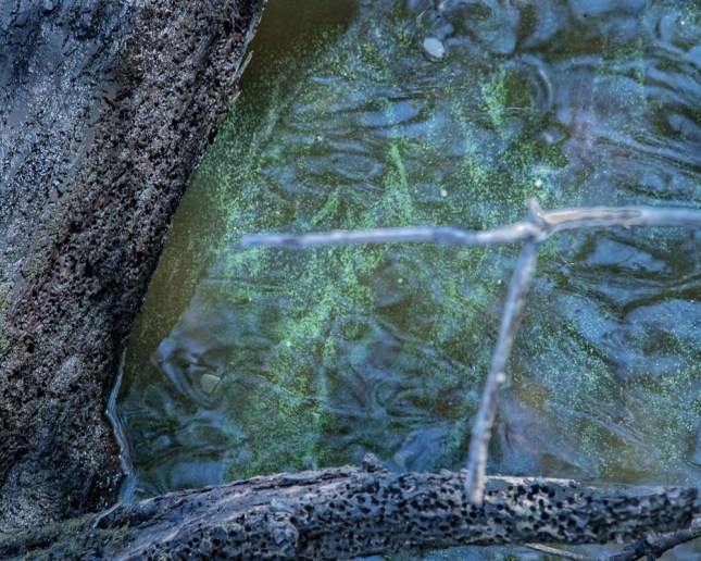 microcystis jb