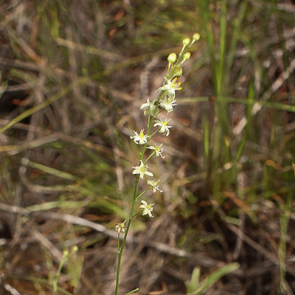 Schoenolirion albiflorum 1