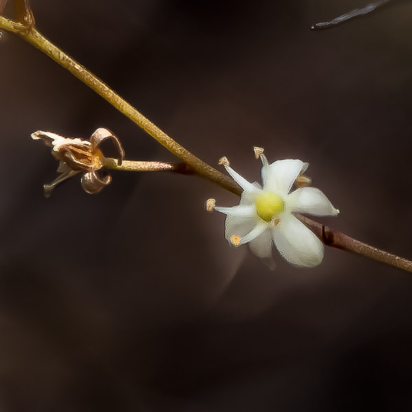 Schoenolirion albiflorum 3