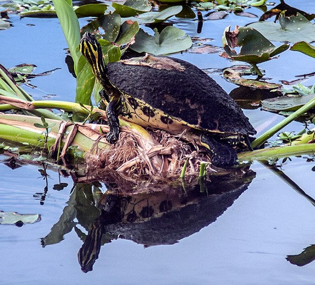 turtle with algae better - Copy - Copy