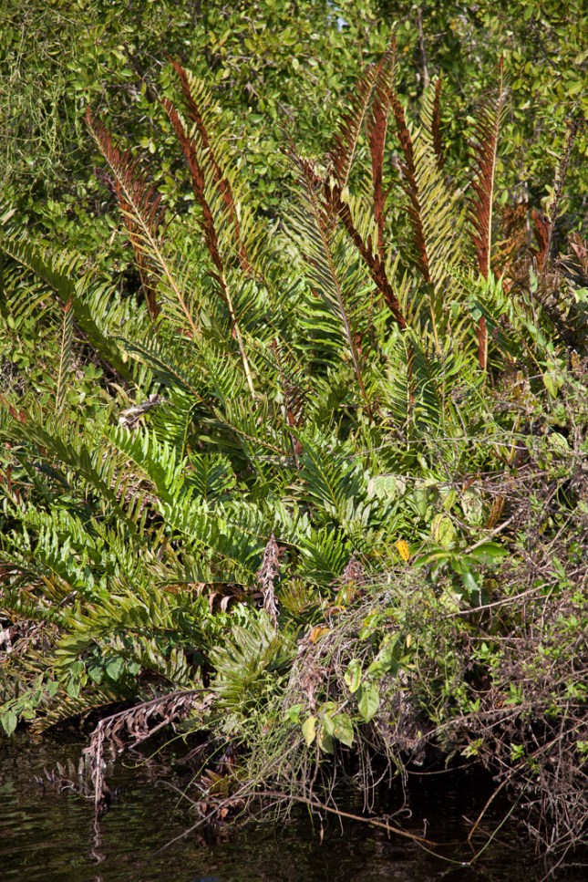 Acrostichum danaeifolium 3