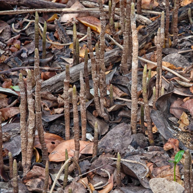 Avicennia germinans 8