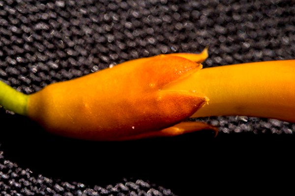 Campsis glands glands - Copy