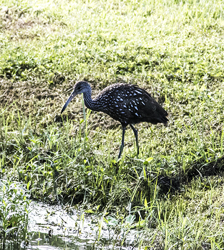 Campsis limpkin - Copy
