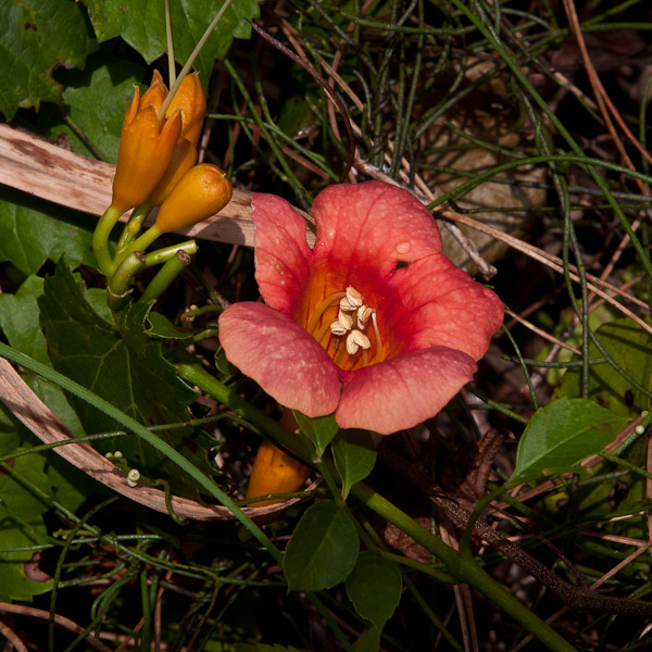 Campsis radicans 1 close - Copy
