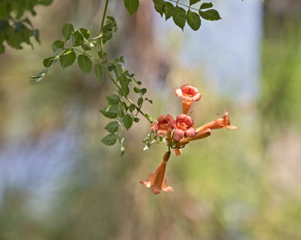 Campsis radicans 4 cluster - Copy