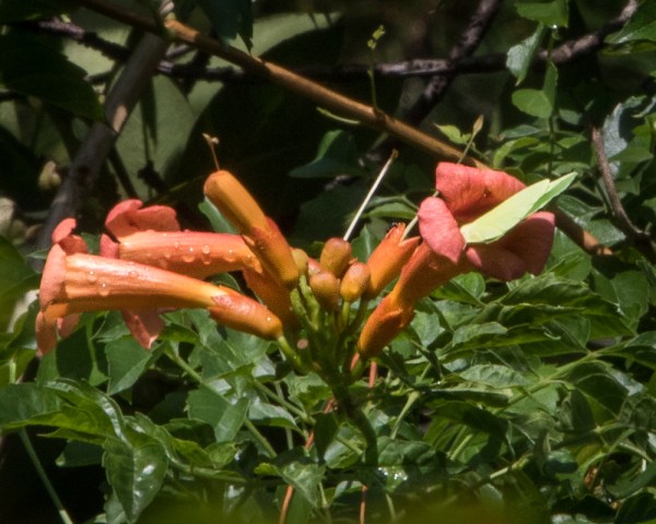 Campsis radicans 6 butterfly - Copy