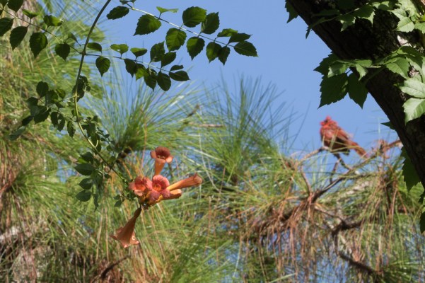 Campsis radicans 7 cardinal - Copy - Copy
