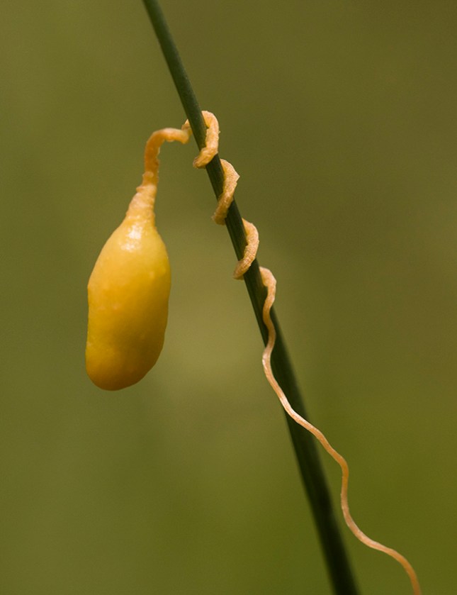 Cuscuta pentagona (1)