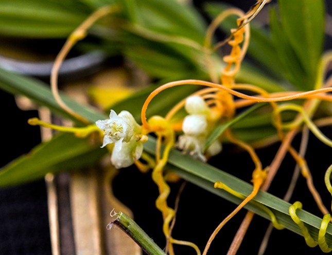Cuscuta pentagona (2)