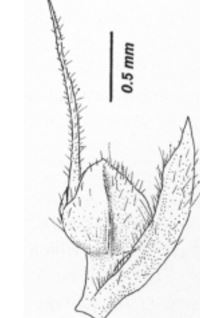 Faroua 1