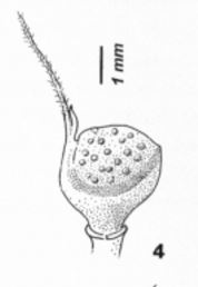 faroua 2