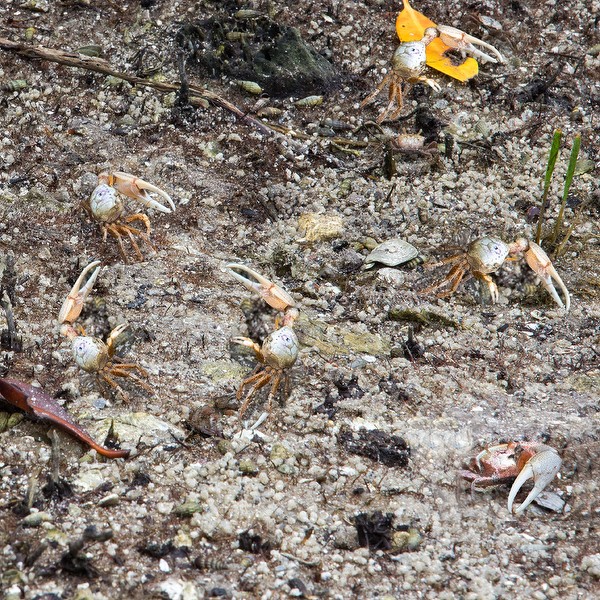 Fiddler crabs