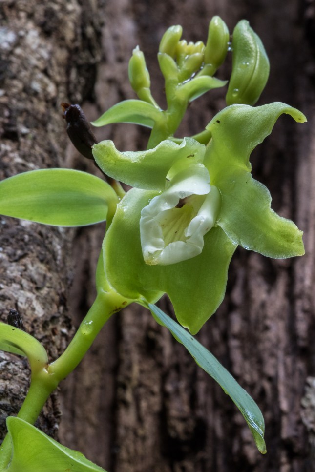 Vanilla mexicana 8