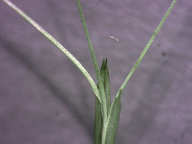 a-purpurascens-awns