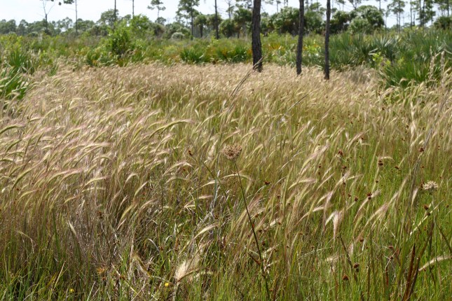 a-spiciformis-2