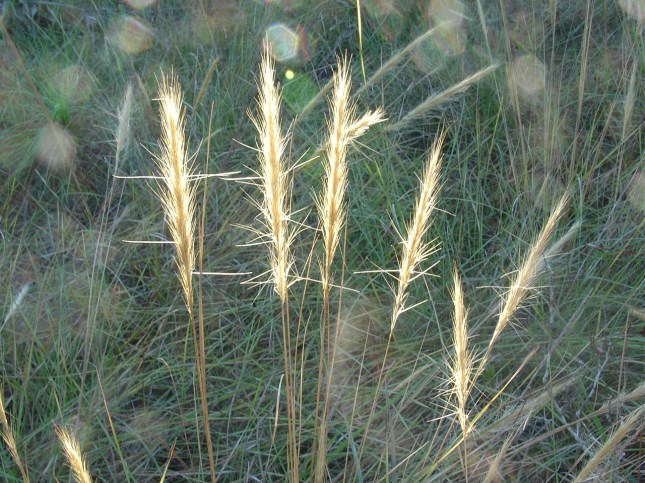 a-spiciformis-3