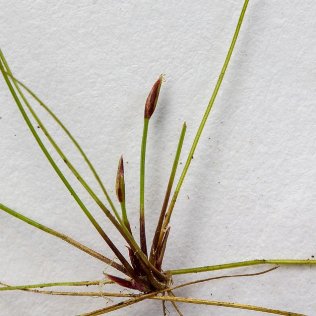 el_baldwinii7-basal-spikelets