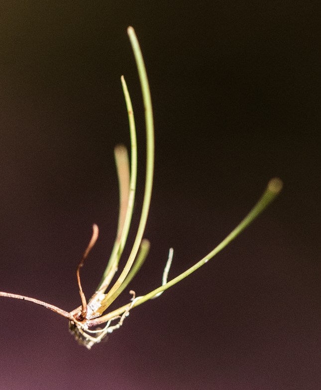 eleocharis-baldwinii-baby