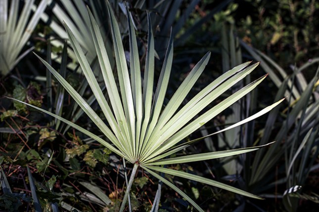 serenoa-leaf-in-sun-copy-2