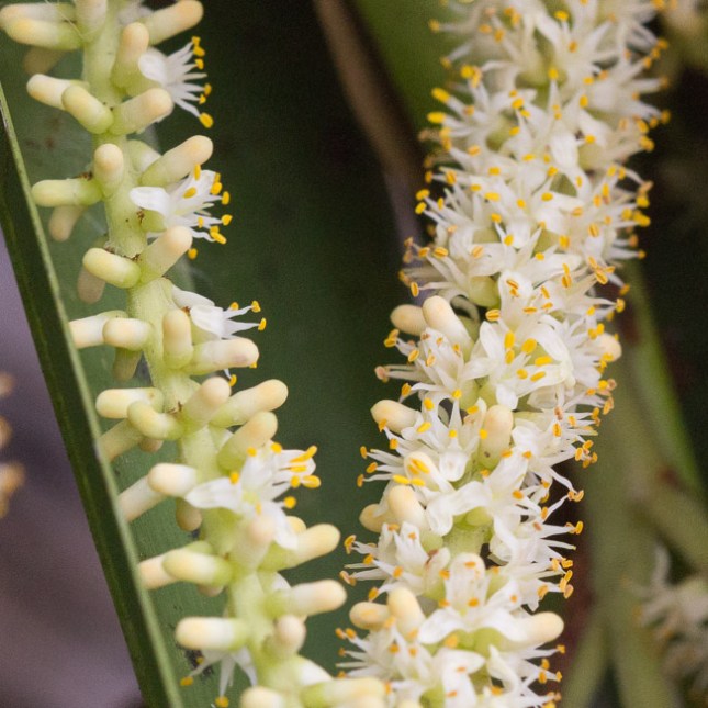 serenoa-repens-10-gperts-copy-copy