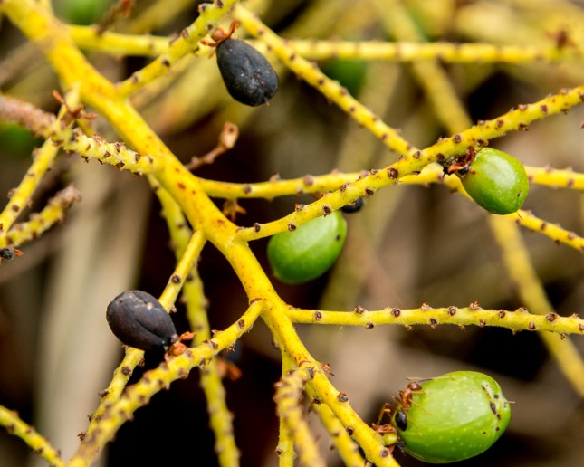 serenoa-repens-11-fruit-copy
