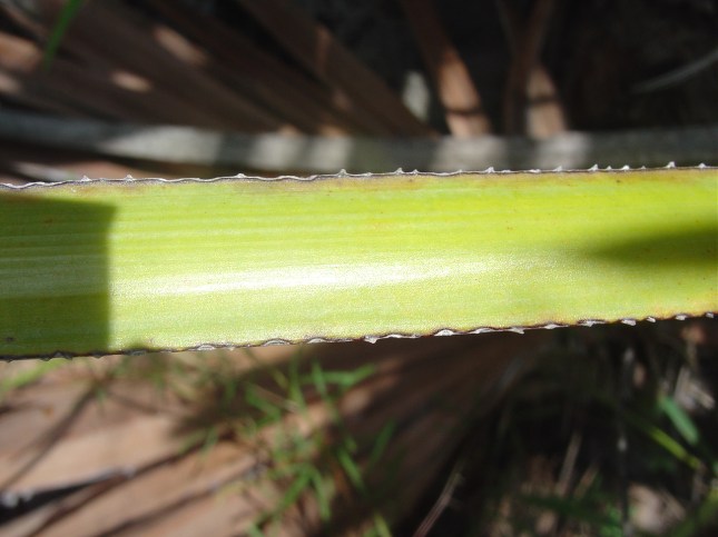 serenoa-repens-copy-copy