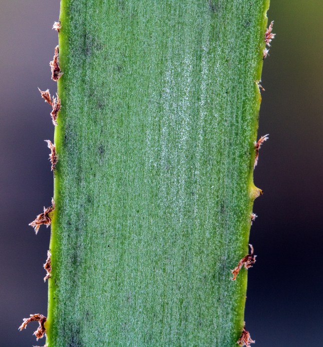 serenoa-teeth-frayed-2-copy