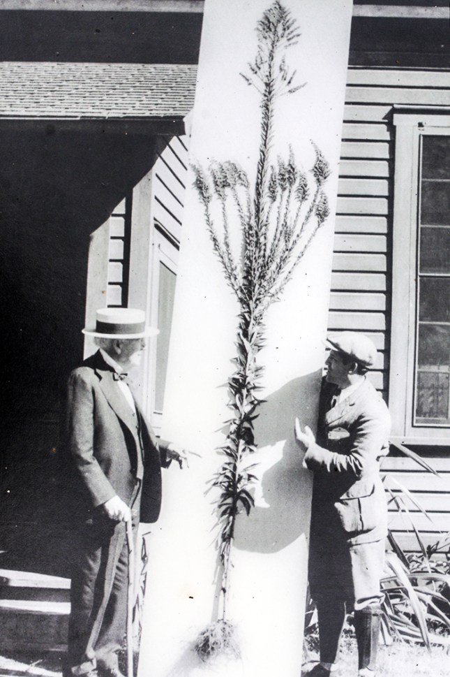 Solidago (4) edison - Copy
