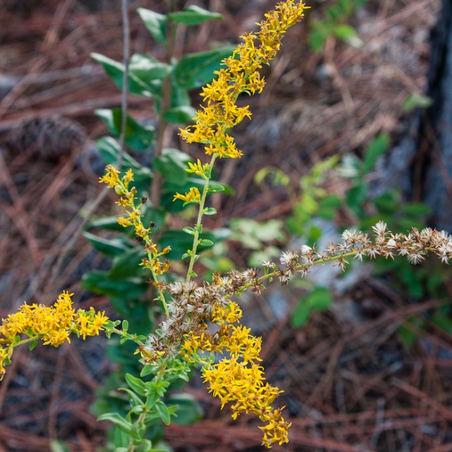 Solidago fistulosa 5 - Copy