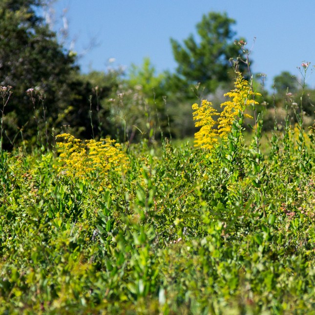 Solidago fistulosa 7 - Copy