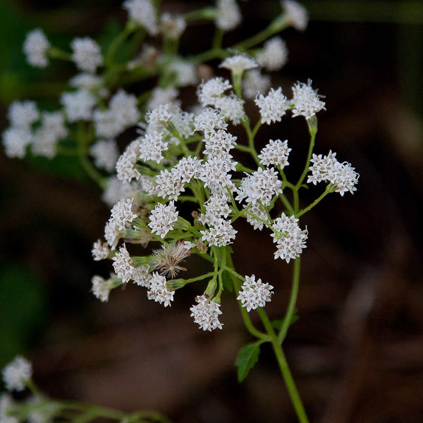 ageratina-jucunda-5