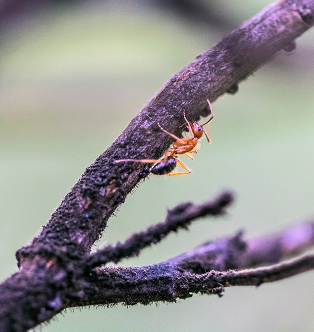 baccharis-halimifolia-ant