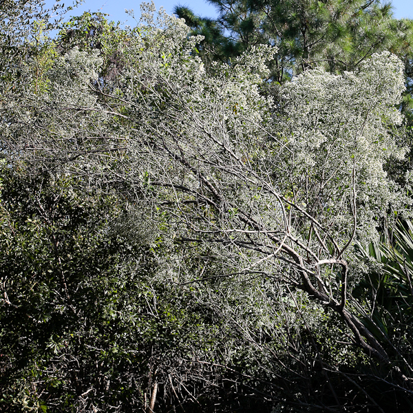 baccharis-haliminfolia-2