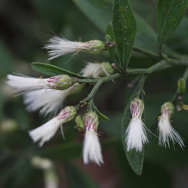 baccharis-haliminfolia-3