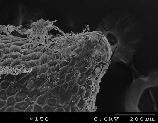 baccharis-hydathode