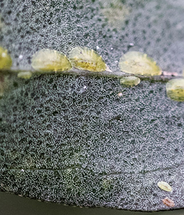 baccharis-scale-2