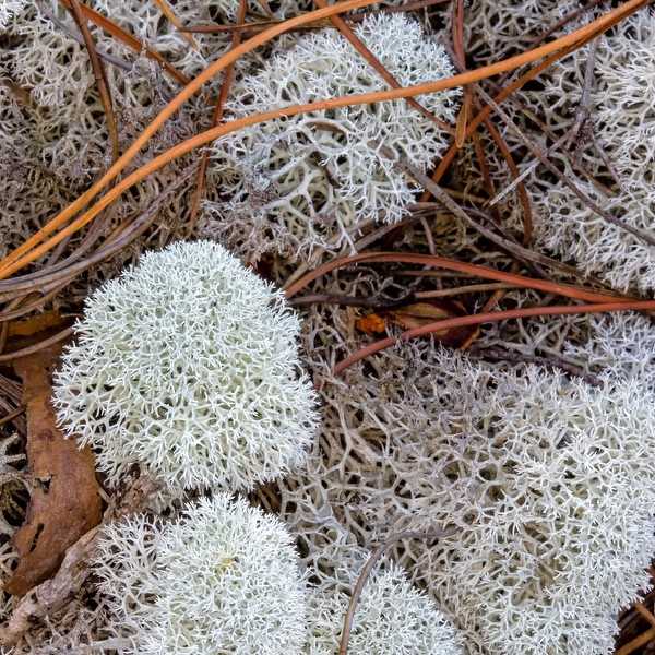 poikilohydry-cladonia