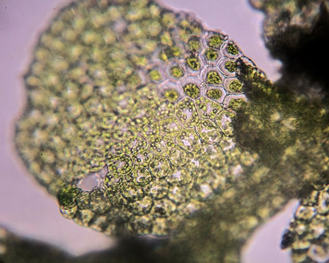 poikilohydry-liverwort-approx-one-hour