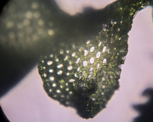 poikilohydry-liverwort-leaf-dry
