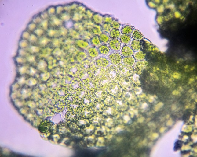 poikilohydry-liverwort-leaf-wet-15-minutes