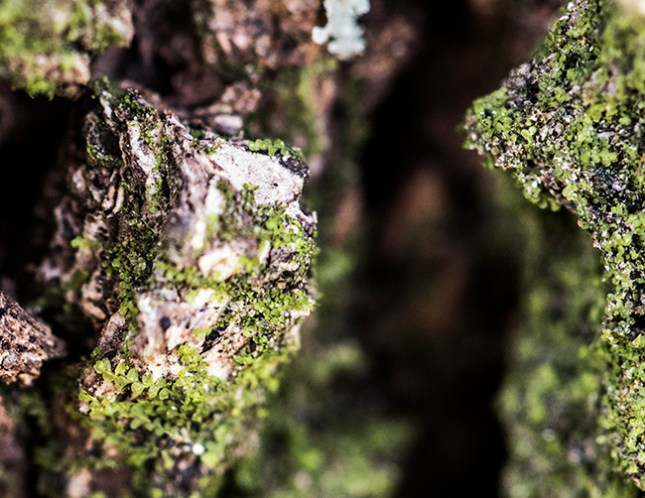 poikilohydry-liverwort-on-tree-expanded