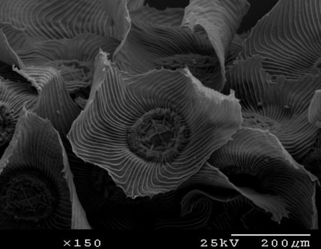 poikilohydry-tillandsia-us-bw