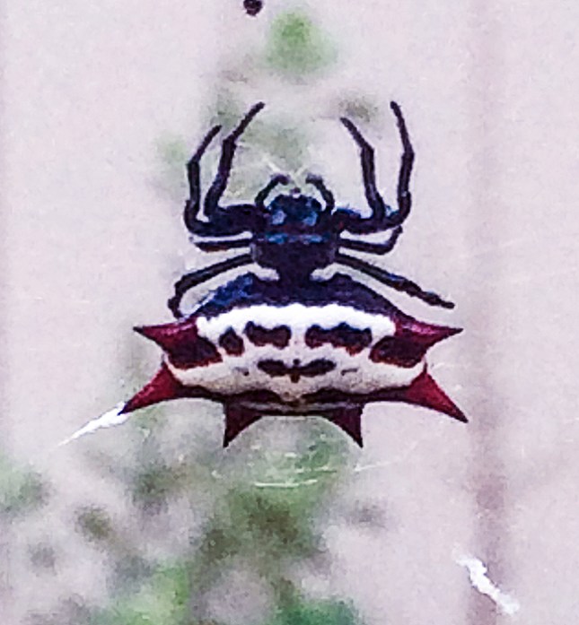 spider