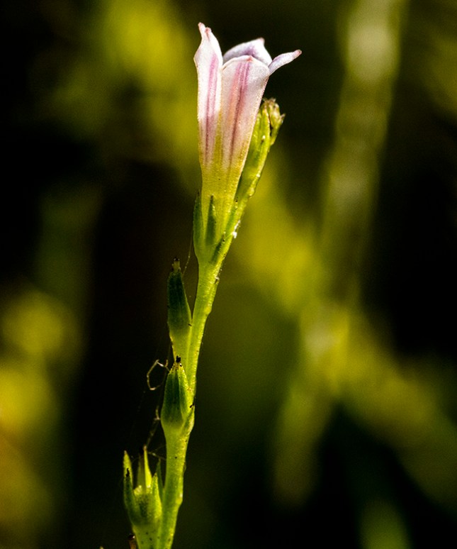 spigelia-flower-650