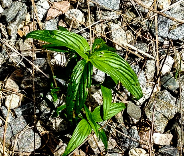 spigelia-on-rocks-cphone