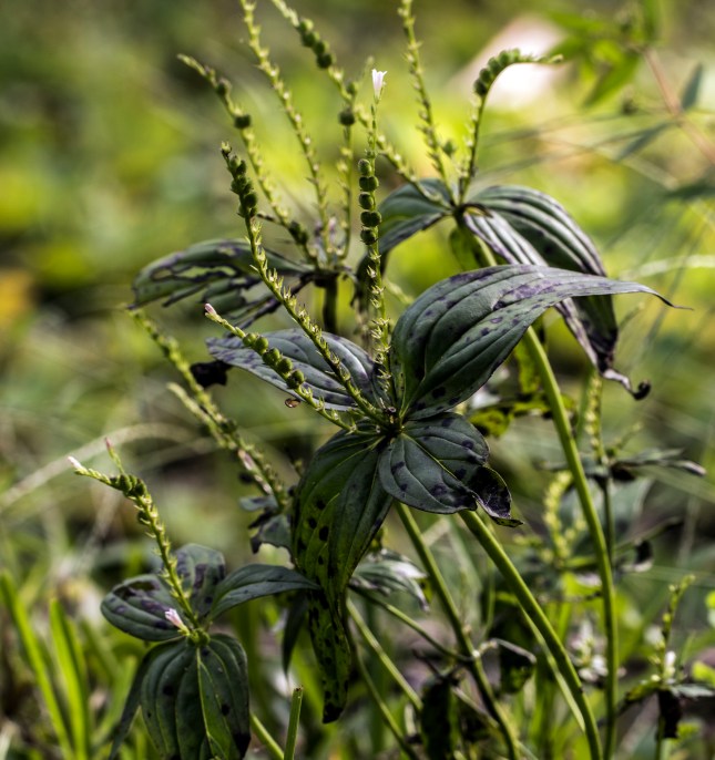 spigelia-plant-riverbend